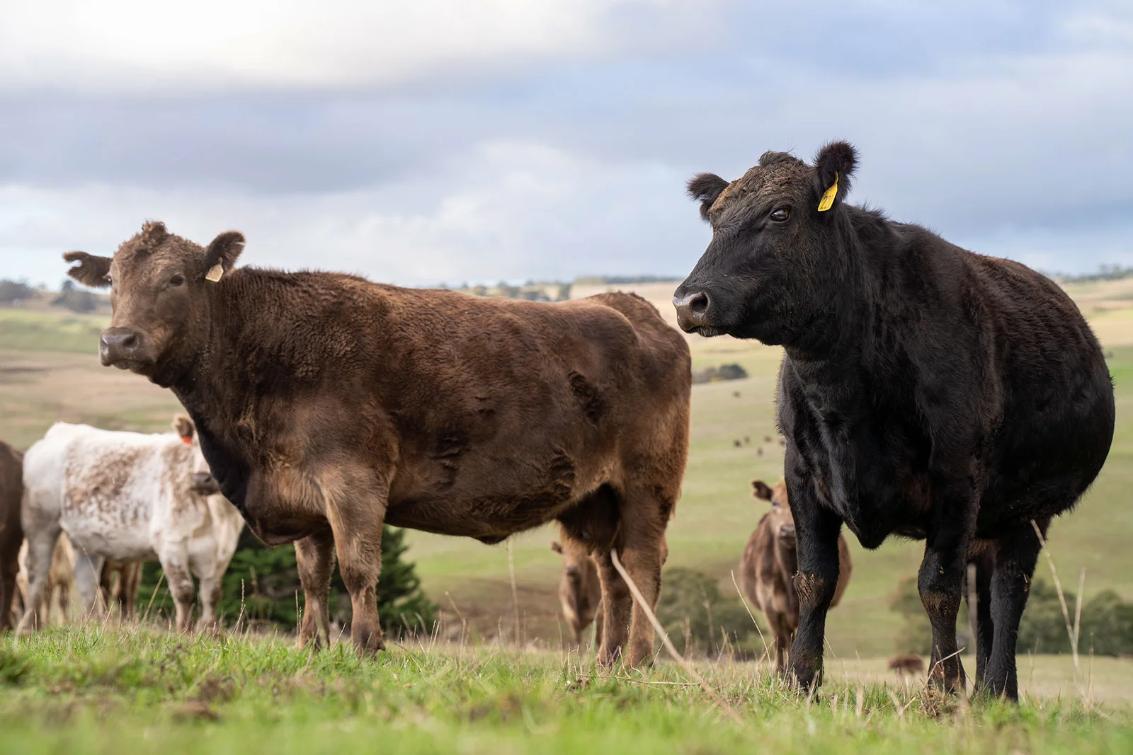 Carne de res para compras recurrentes